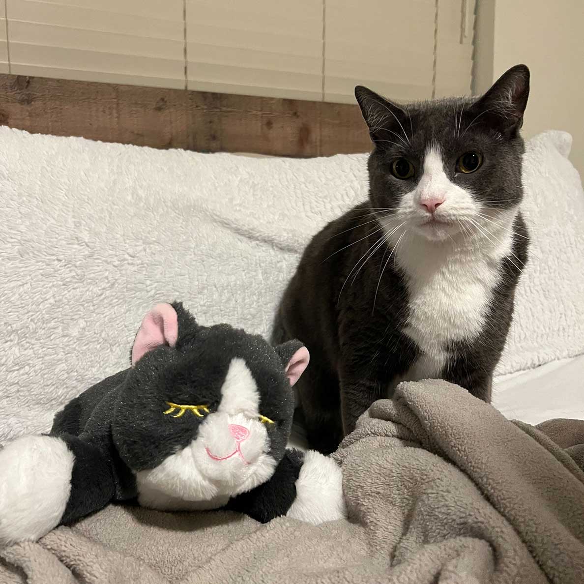 Snuggle Kitty - Image 12