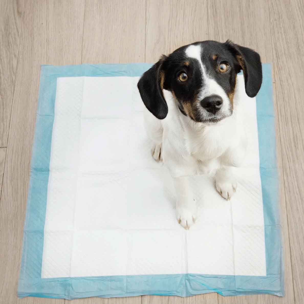 Snuggle Puppy Potty Training Pads - Image 3