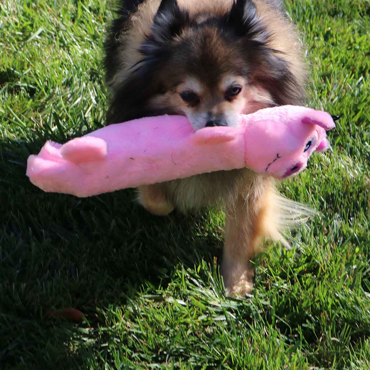 Bottle Pig - Image 3