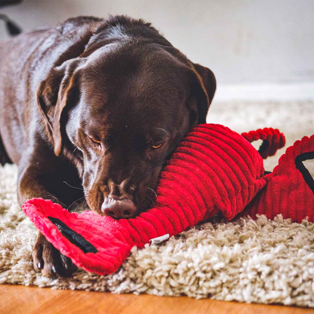 Tug-of-War Lobster - Image 3