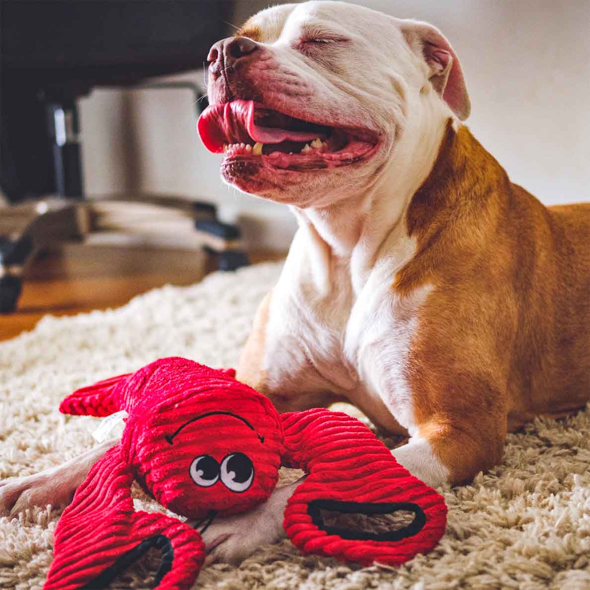 Tug-of-War Lobster - Image 5